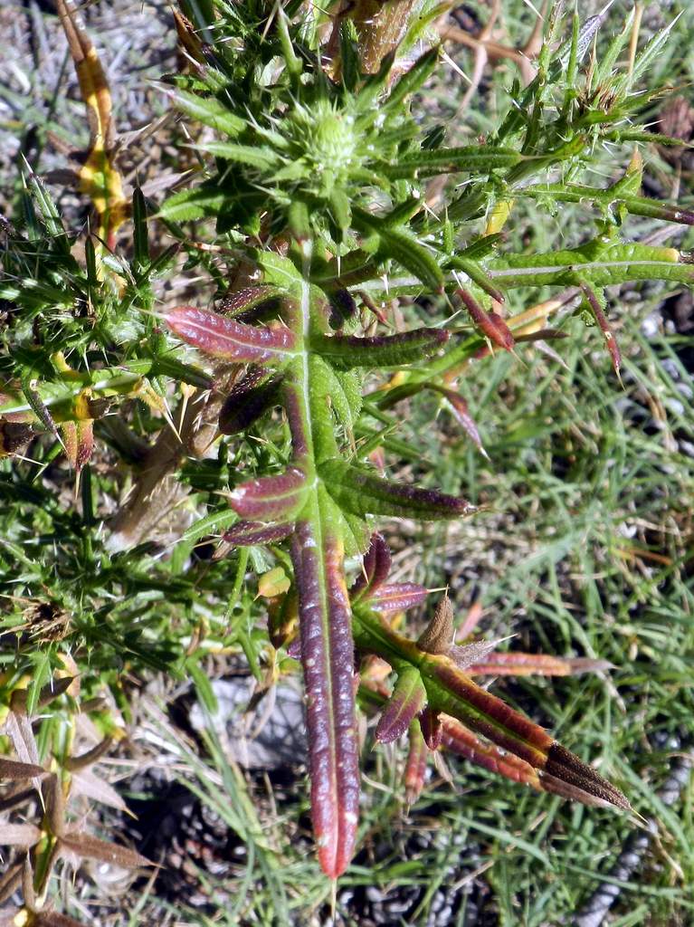 Cirsium vulgare